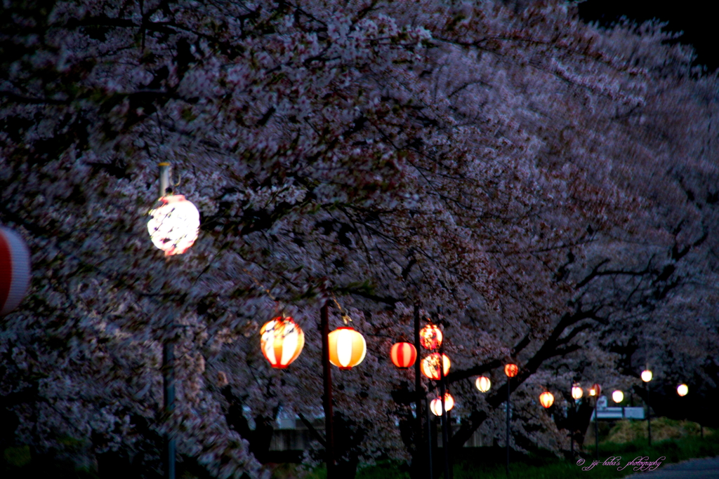夕刻の御堂川桜 (3-5)
