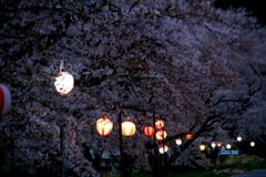 夕刻の御堂川桜 (3-5)