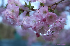 八重が微笑む_2
