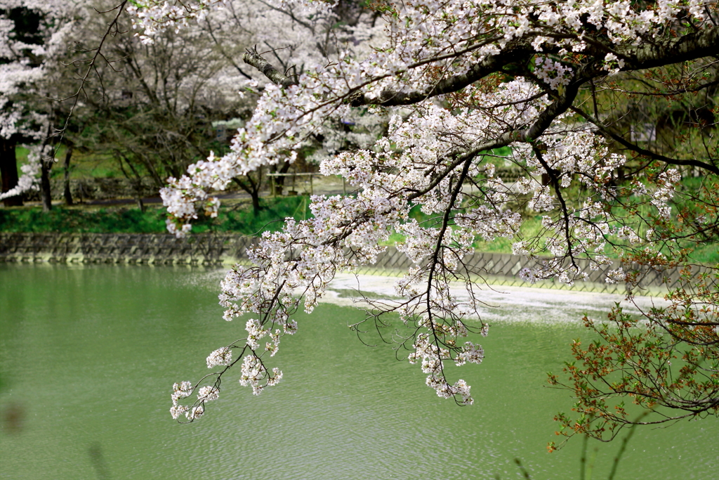 水辺のさくら　花筏と共に❀_3