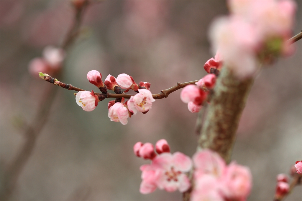 あんずの花色々_3