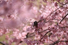 ヒヨの桜枝渡り