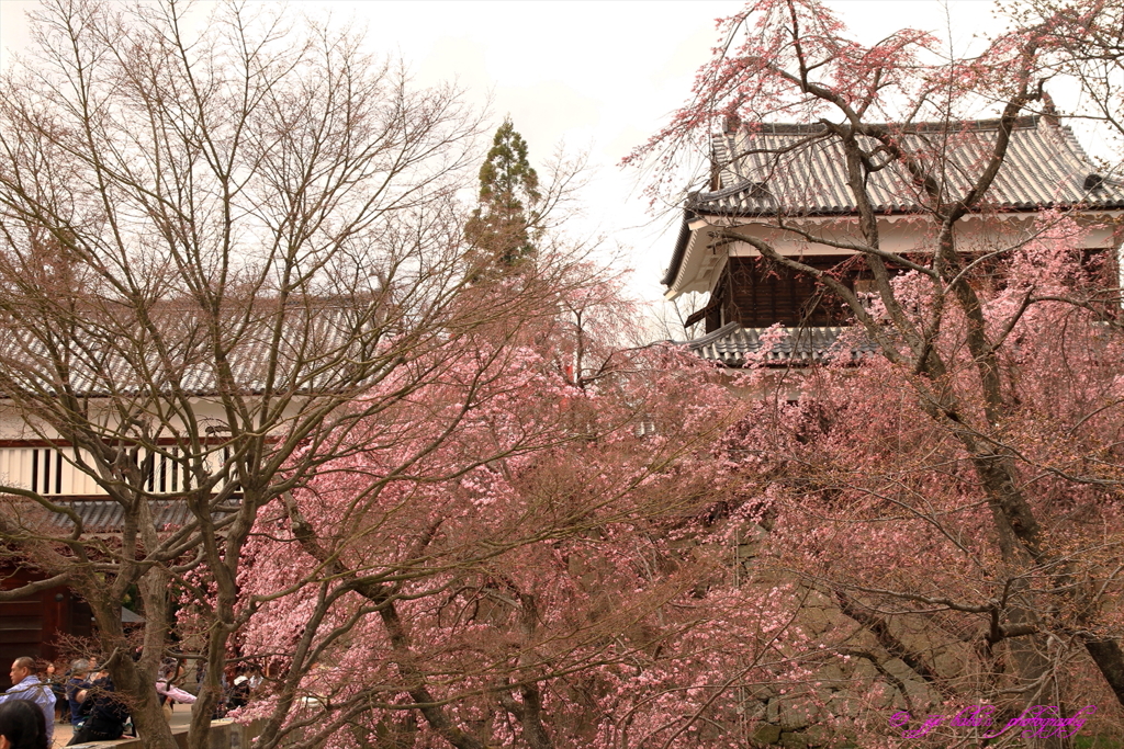 上田城跡櫓門脇しだれ桜_20170408_4