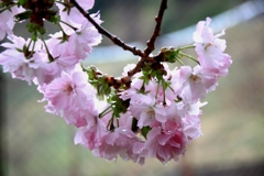 小雨に中で寄り添う八重桜4_rs