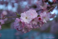 八重が微笑む_3
