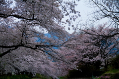 夕刻の御堂川桜 (1-5)