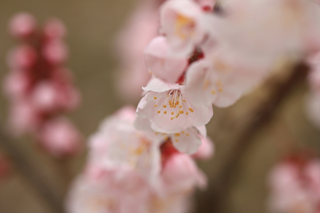 あんずの花色々_5