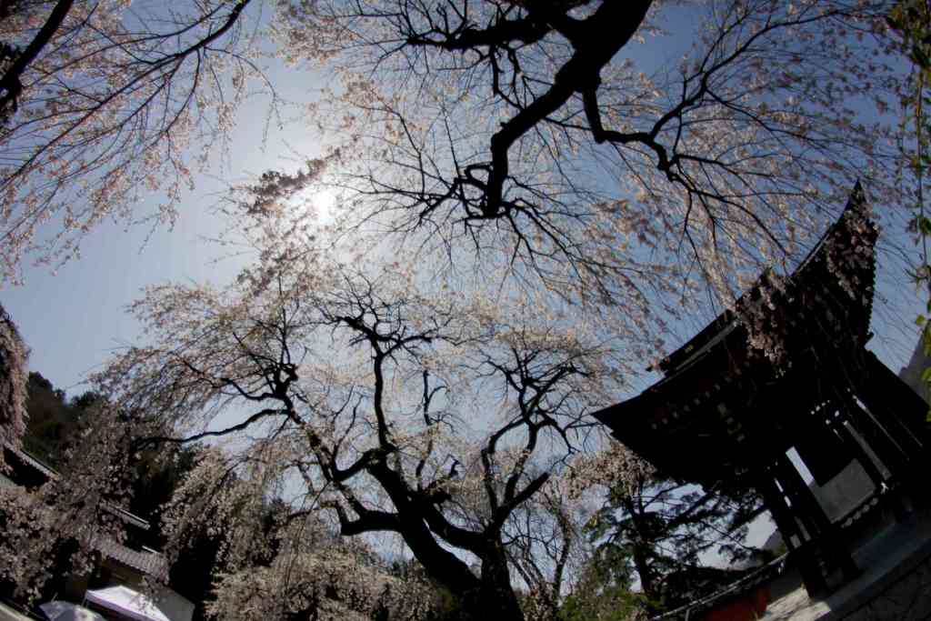 真田長谷寺枝垂れ終宴008