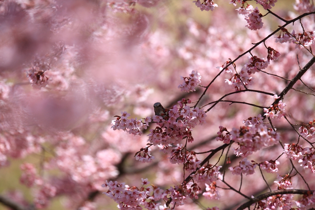 ヒヨの桜枝渡り