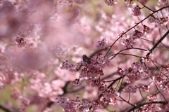 ヒヨの桜枝渡り