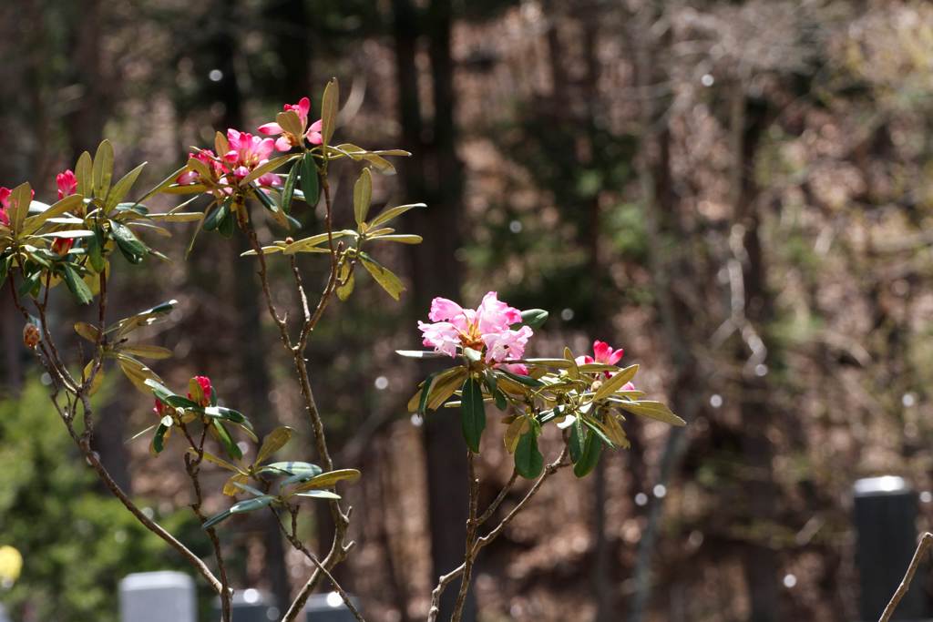 石楠花が桜吹雪を受けて咲く