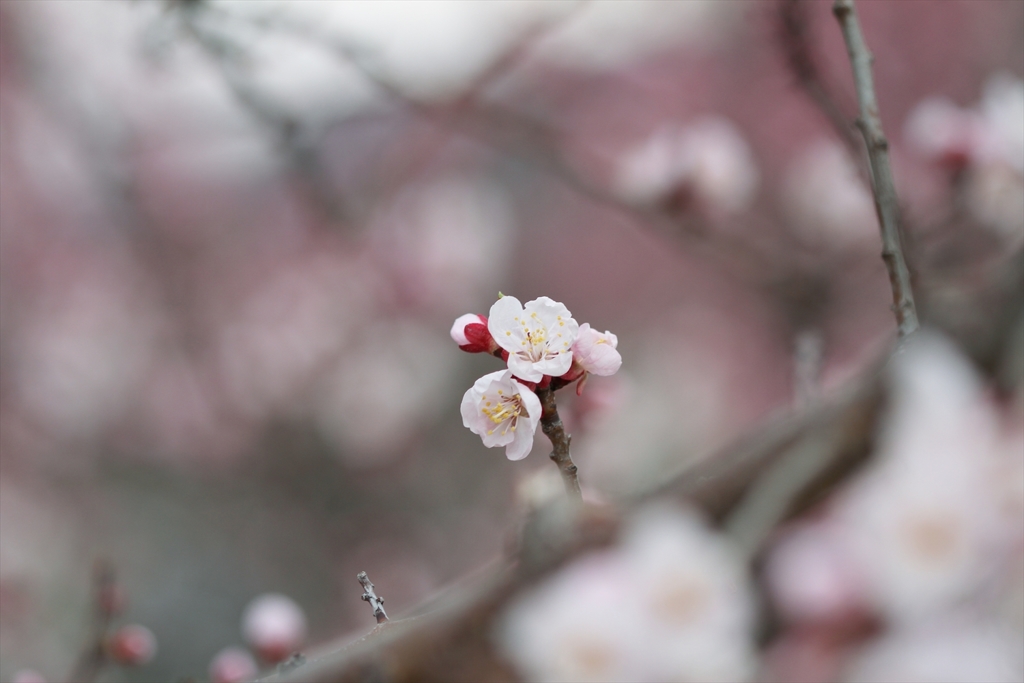 あんずの花色々_8