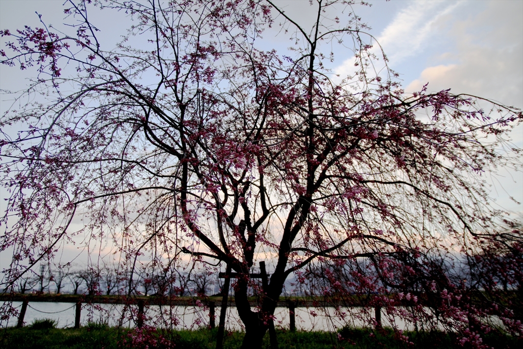 畔の小枝垂桜 (1)