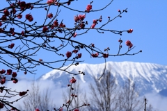 紅梅と雪山