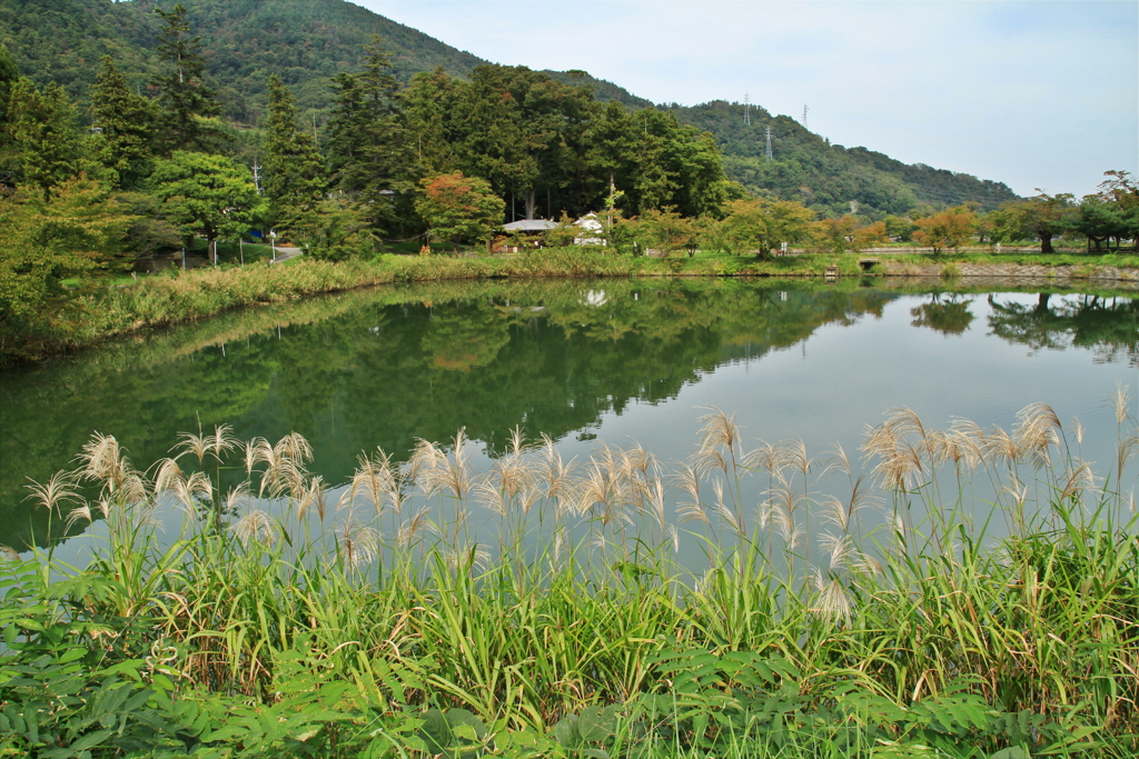 水辺もそろそろ秋_1