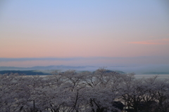 日の出前の桜と七尾湾