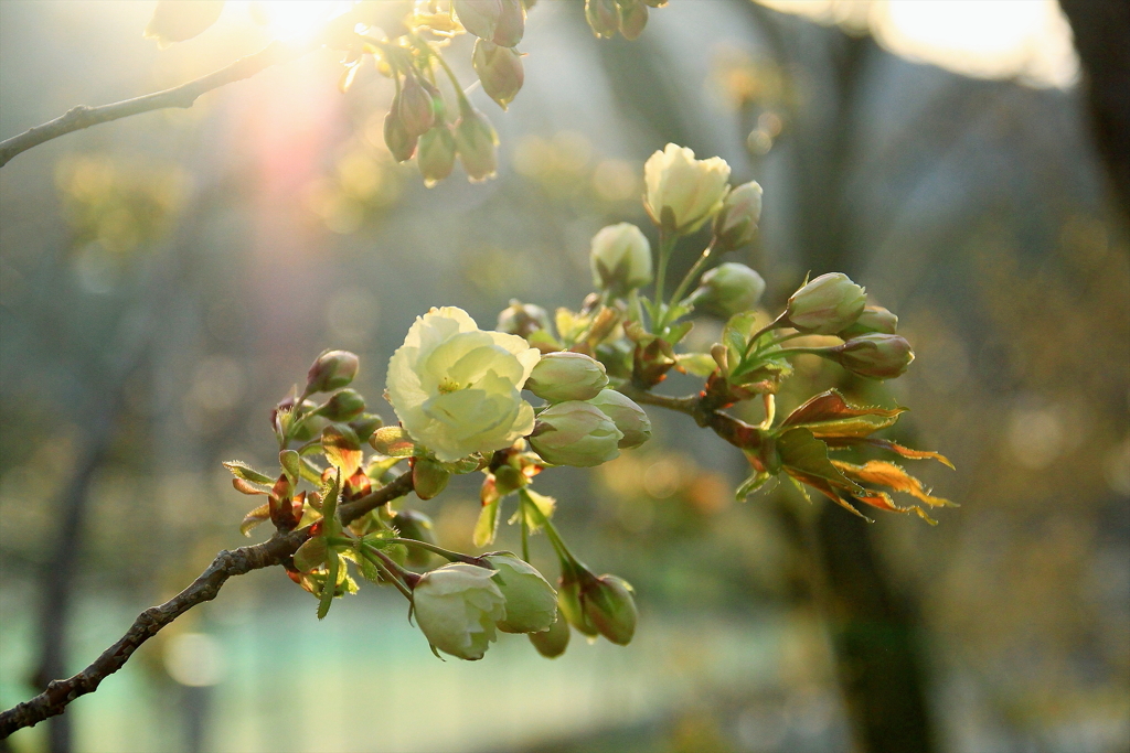 御衣黄桜　夕陽に輝く_3