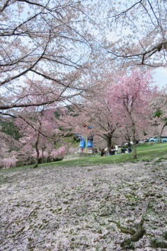 桜の終宴_1