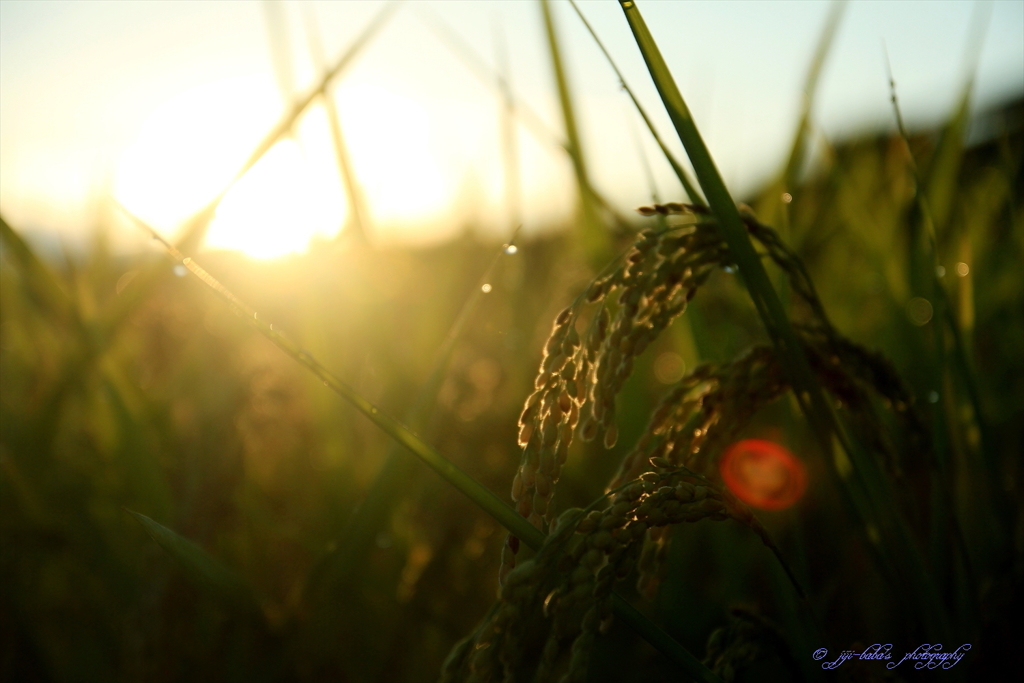 棚田米に朝陽差す_2