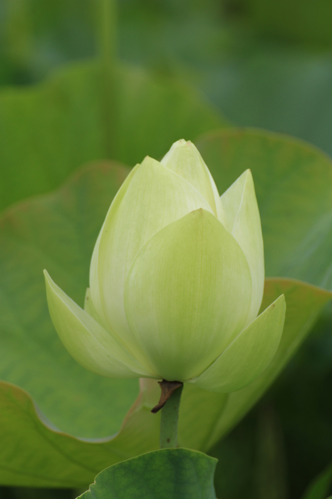 緑の蓮花・・・えっ！緑^^;