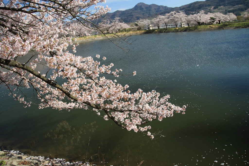 花びらの別れ