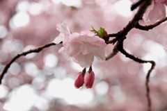 小雨の中の八重桜19_rs