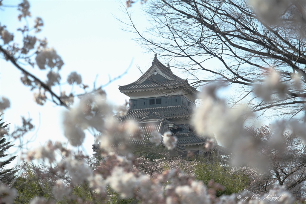 桜咲く烏城_3