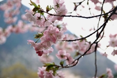 小雨に中の八重桜18_rs