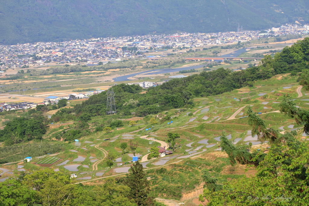 新録に包まれる棚田