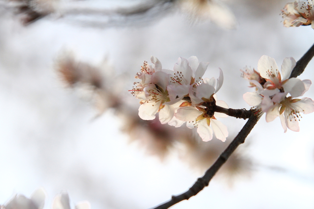 初桜