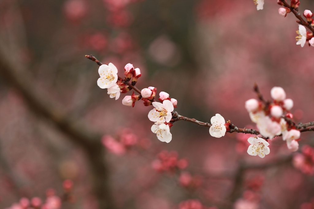 あんずの花色々_6