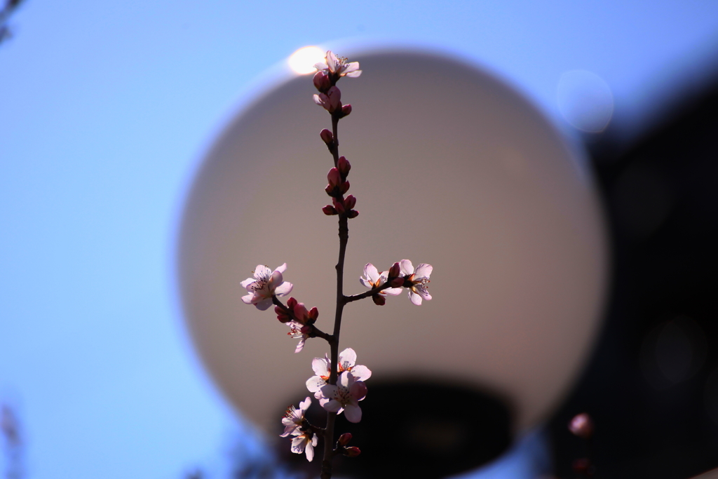 IMG_7439桜探して