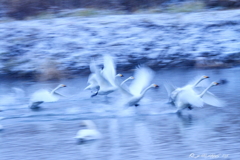 白鳥の詩　飛翔