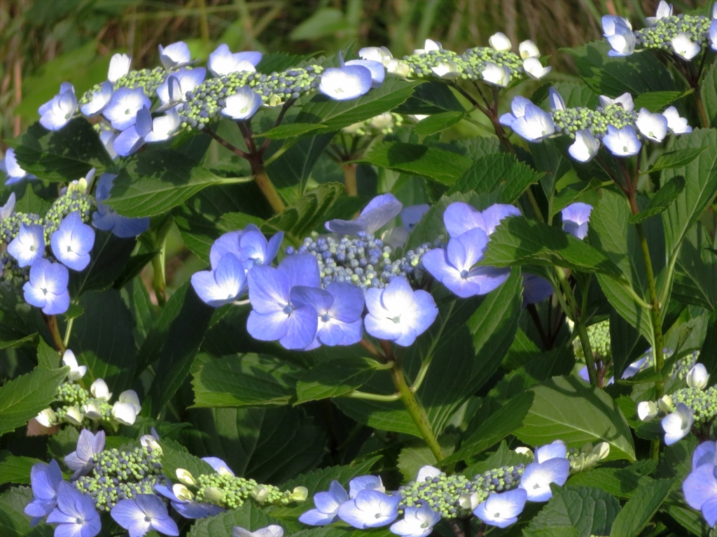 普通に紫陽花_2