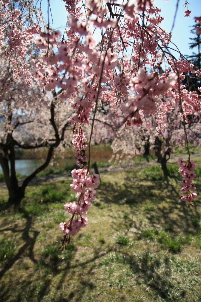 治田公園はるだ～！_1