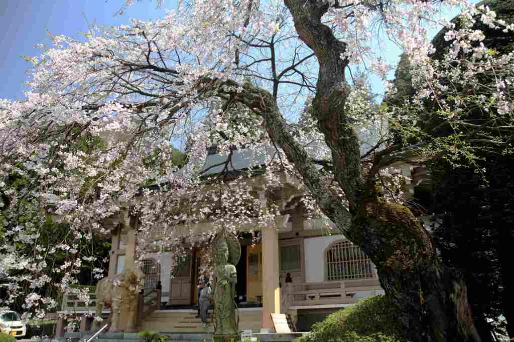 真田長谷寺枝垂れ終宴004