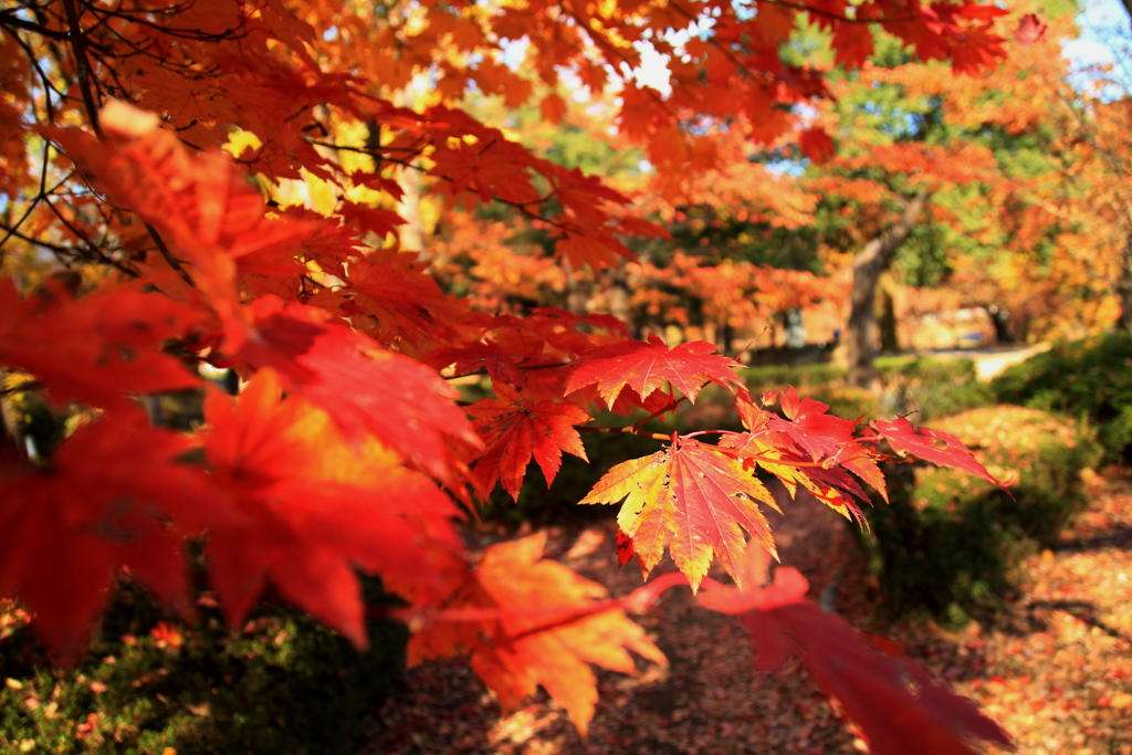 紅い手の子たちa