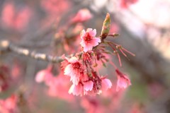 桜300まだ嬉し