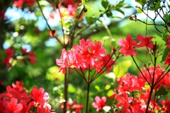 美笹湖の赤と緑とそよかぜと・・・_002