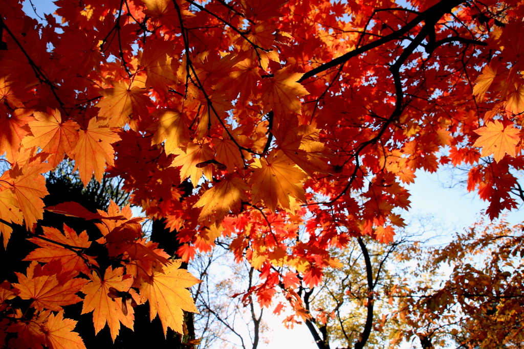 紅葉に埋もれ