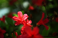 美笹湖の赤と緑とそよかぜと・・・_009