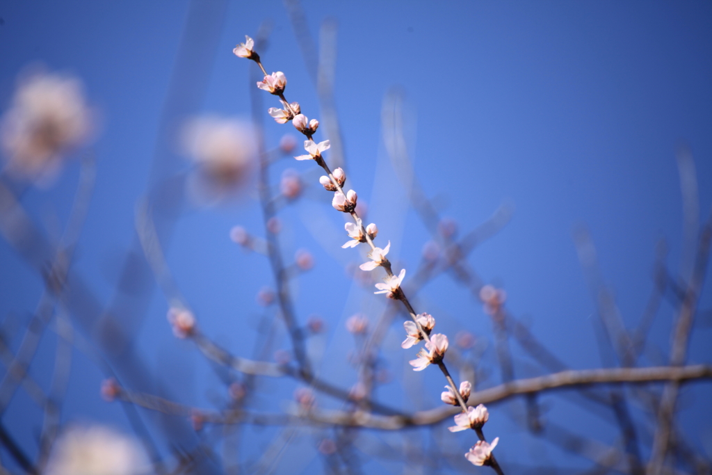 春一直線　魯桃桜