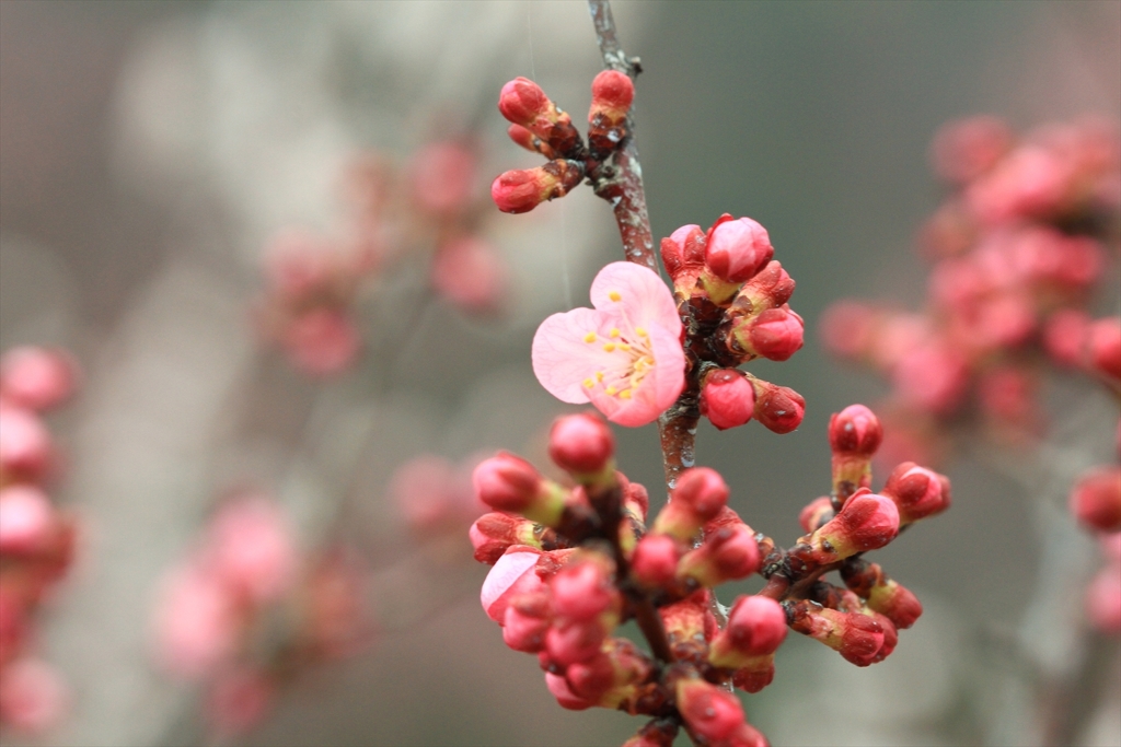 あんずの花色々_1