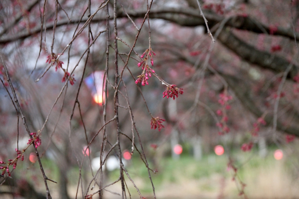 桜まつりはまだか (2)