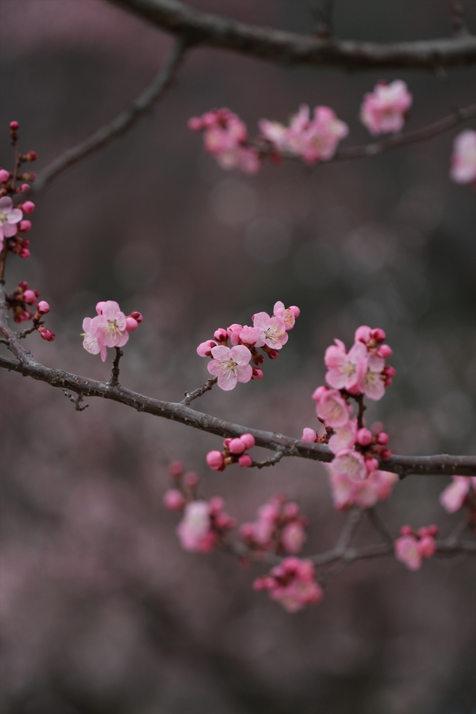 あんずの花色々_7