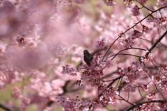 ヒヨの桜枝渡り