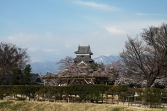 桜咲く烏城_1