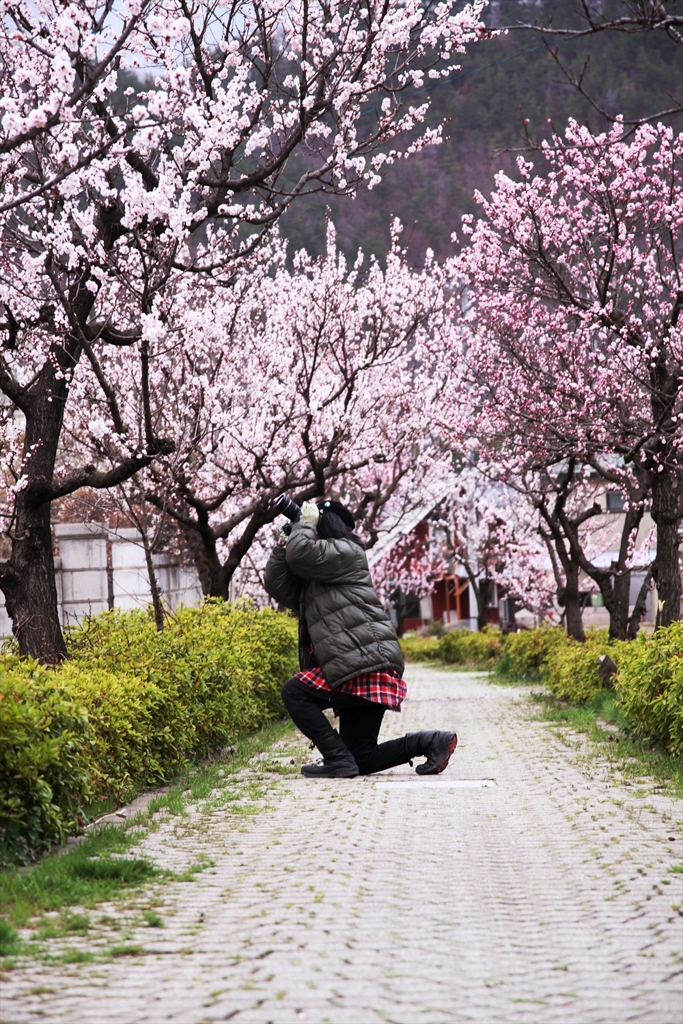 杏花の小路_4