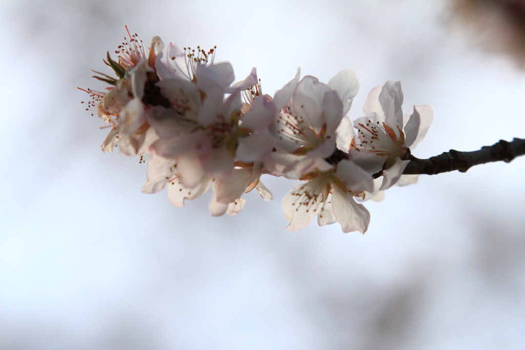 初桜