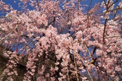 桜ふり注ぐ枝垂